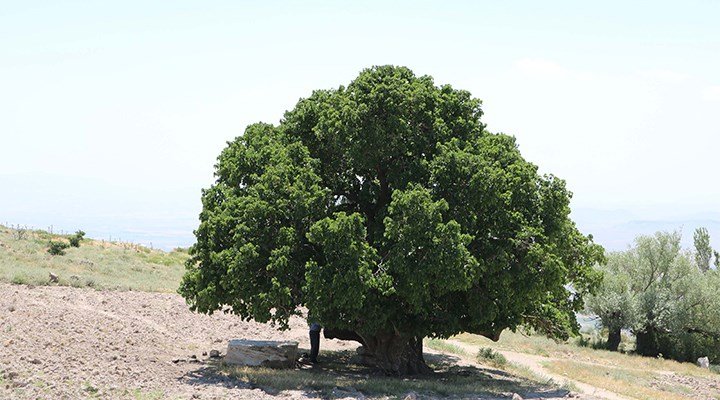 1000-yillik-dut-agaci-hala-meyve-veriyor-749859-5.jpg 1000-yillik-dut-agaci-hala-meyve-veriyor-749859-5.jpg
